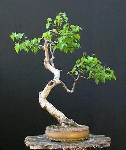 Bonsai Seeds White Paper Birch Betula papyrifera 100+ Seeds Made in USA for Indoor & Outdoor Gardening