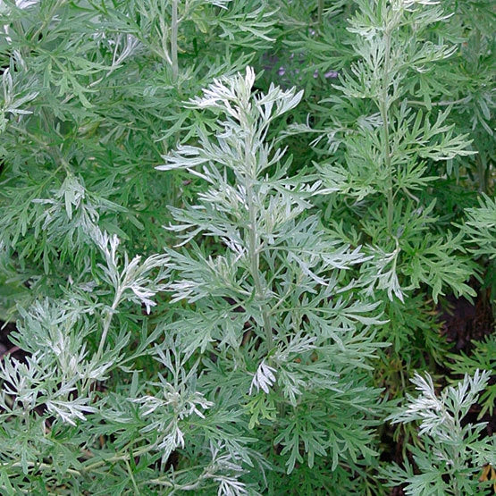 Wormwood Seeds - Herb Seeds for Planting - Artemisia absinthium - Culinary, Herbal Tea, Beneficial Insects
