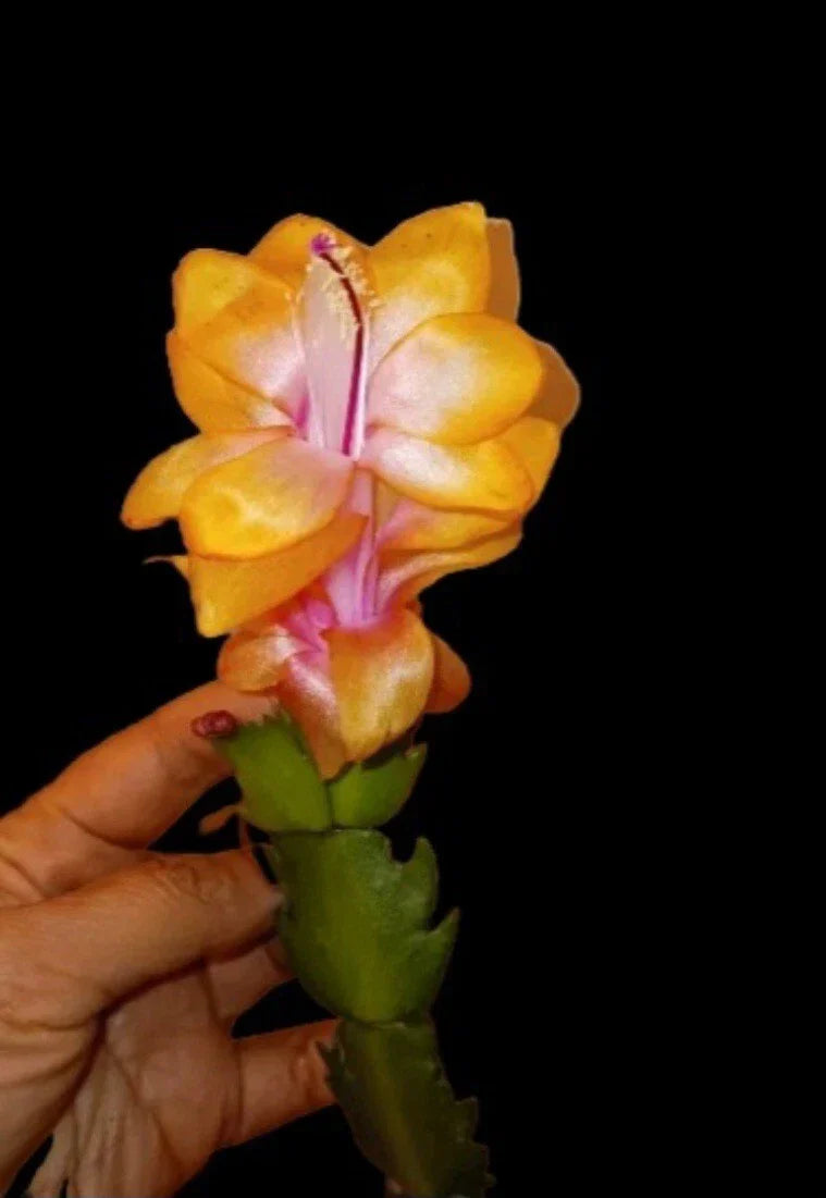 Thanksgiving Christmas Cactus Golden Bruxas Brasil - Rare Schlumbergera truncata Starter Plant