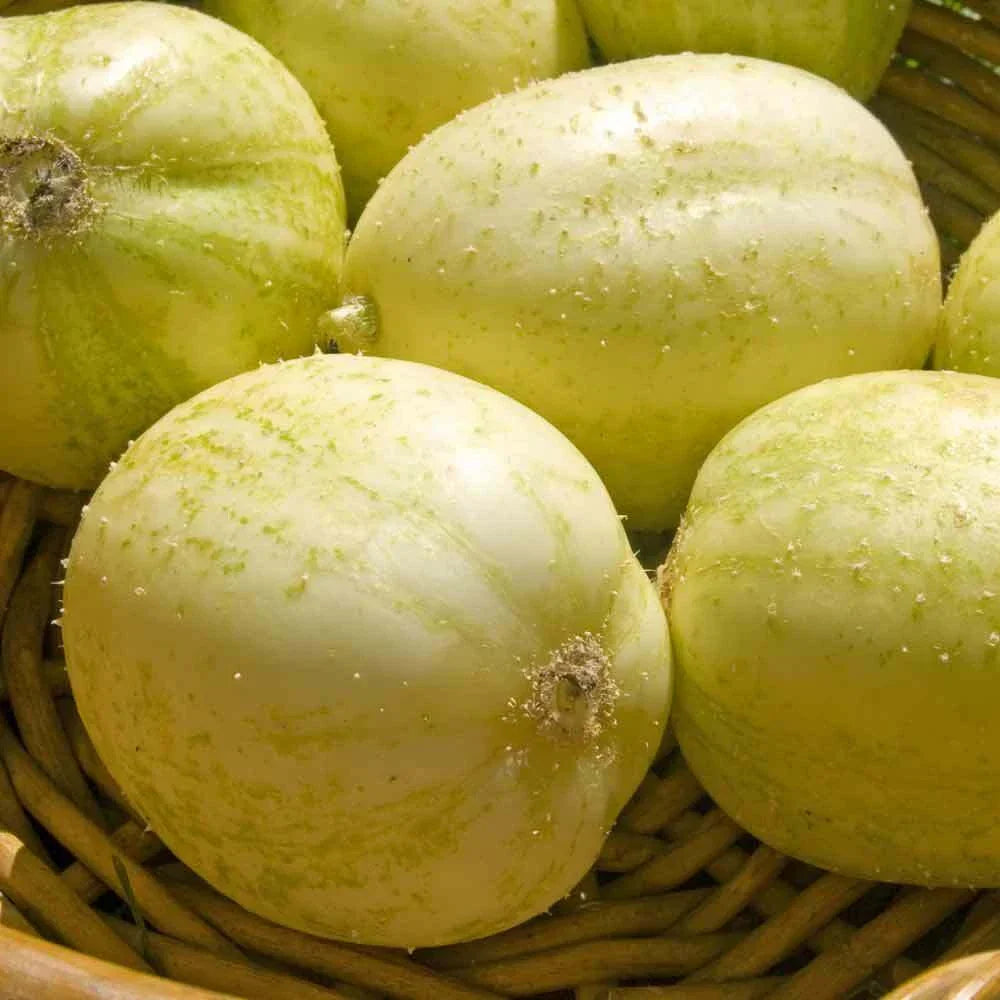 Crystal Apple Cucumber Seeds - 20+ Heirloom Non-GMO Seeds for Vegetable Garden