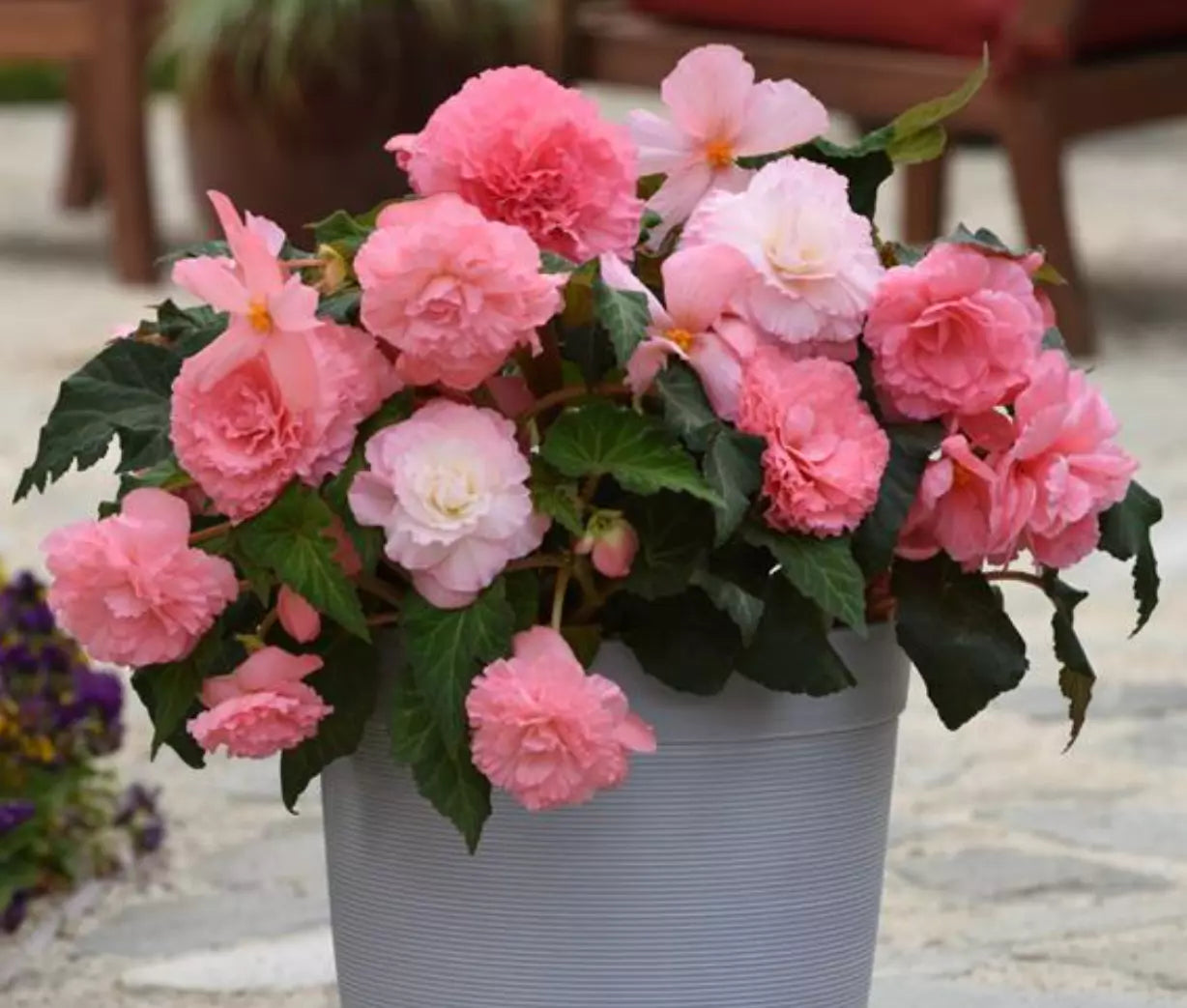 Begonia Plugs 4-Pack AmeriHybrid Ruffled Pink Tuberous Begonia Live Annual Plants for Garden