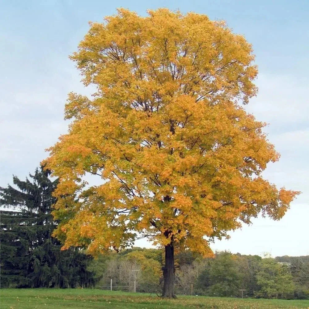 Silver Maple Tree - 2 Year Old Live Plant - 20" Tall - Acer Saccharinum