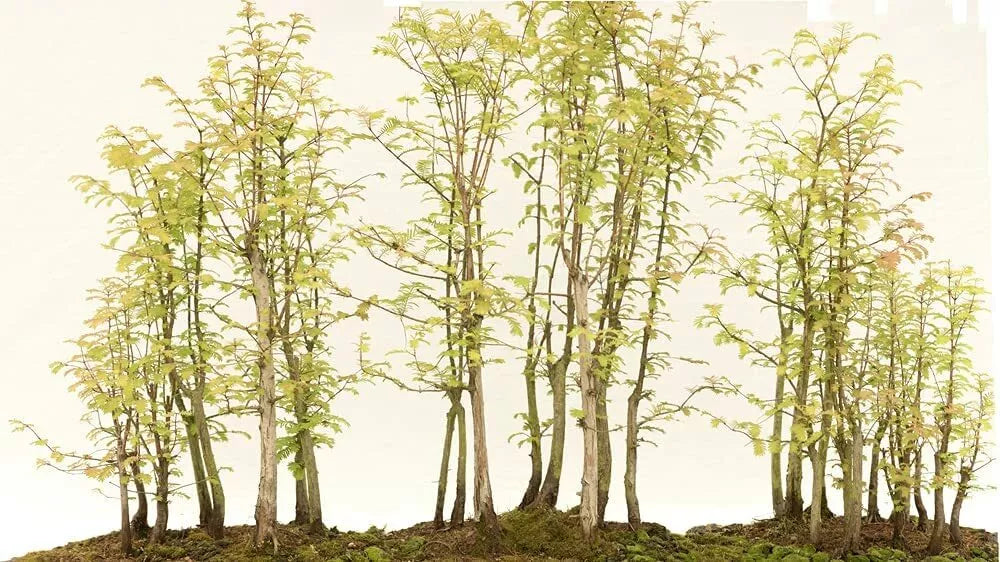 Redwood Bonsai Tree Seeds - Sequoiadendron giganteum - 25 Pack for Indoor & Outdoor Cultivation