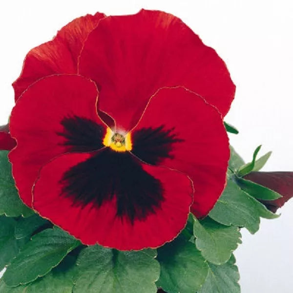 Pansy Seeds - 50 Count - Character Red with Face Viola tricolor - Garden Flowers for Pots & Borders