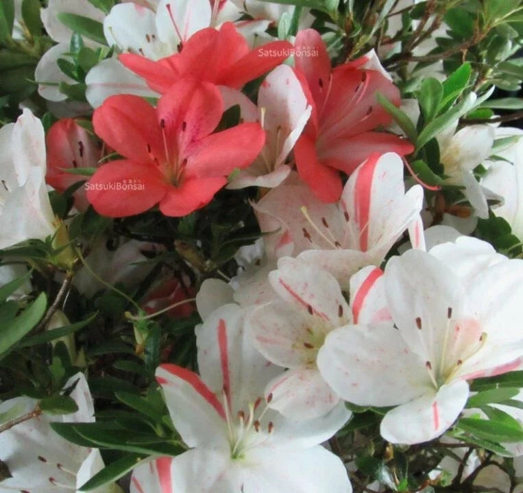 Azalea Starter Plant - White & Peach Striped Rhododendron Deciduous for Gardens & Landscaping, 4-Inch Pot
