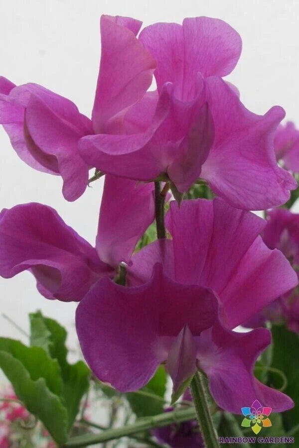 Sweet Pea Seeds, 50+ Pack, Bridget McAleer Variety, Fragrant Climbing Flowers, Lathyrus odoratus, Garden Planting