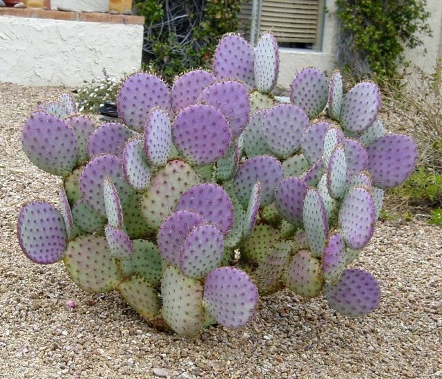 Cactus Cuttings - 3 Santa Rita Purple Prickly Pear Opuntia Succulent Plants for Gardening, Indoor Decor, Drought Tolerant