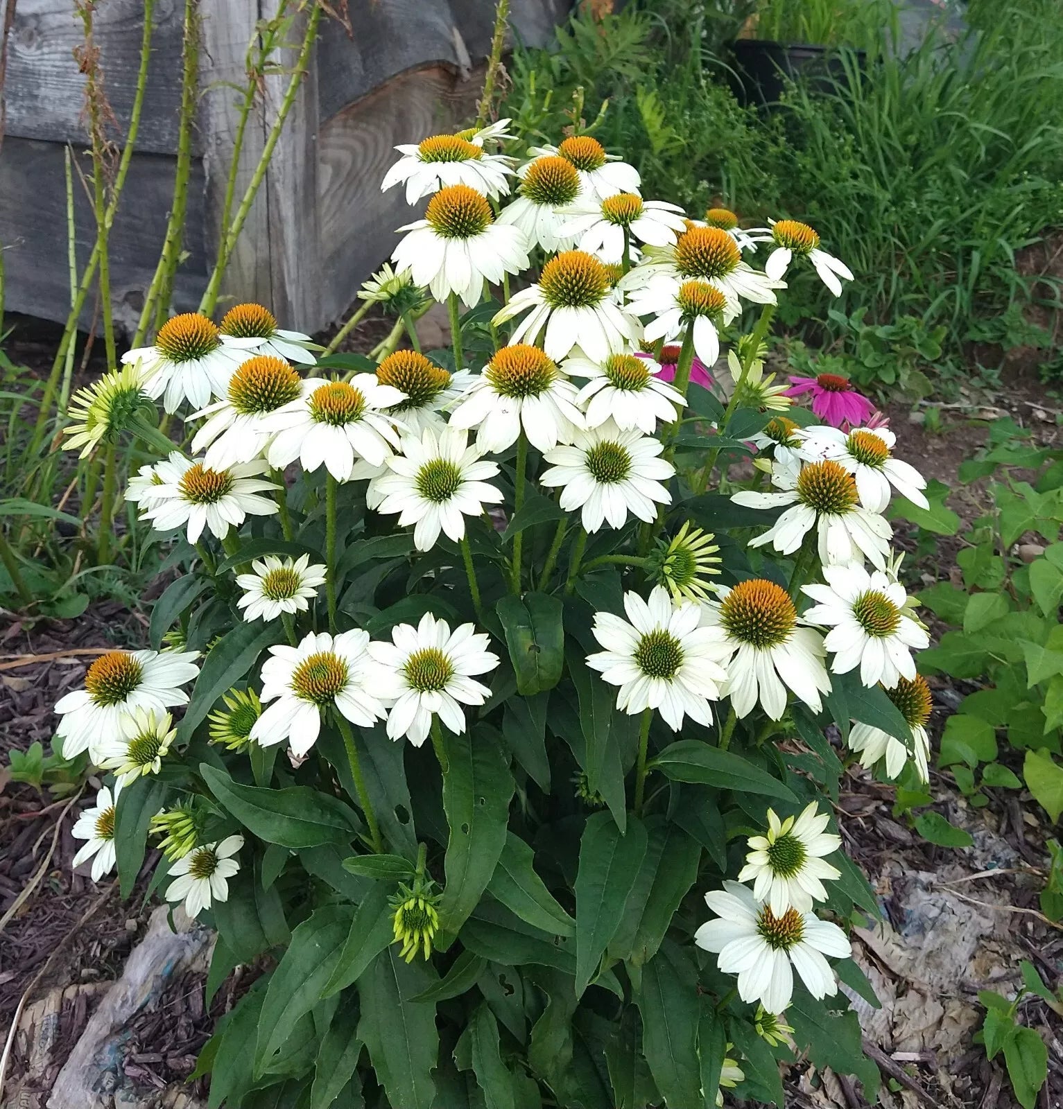 Echinacea "Pow Wow White" Live Perennial Starter Plants - 4 Plugs, Pollinator Attracting, Echinacea purpurea
