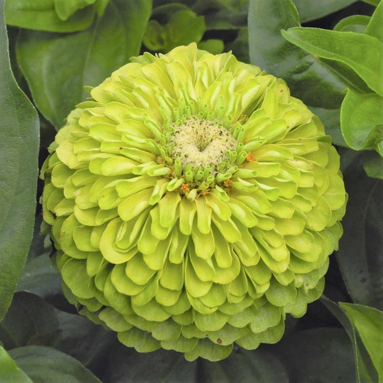 Envy Lime Green Zinnia Seeds | Double Blooms, Cut and Come Again | Zinnia elegans Flower Seeds for Garden & Cut Flowers
