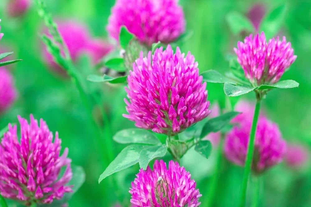 Red Clover Seed 2 Pounds for Cover Crop, Food Plot, Pasture Mix | Trifolium pratense