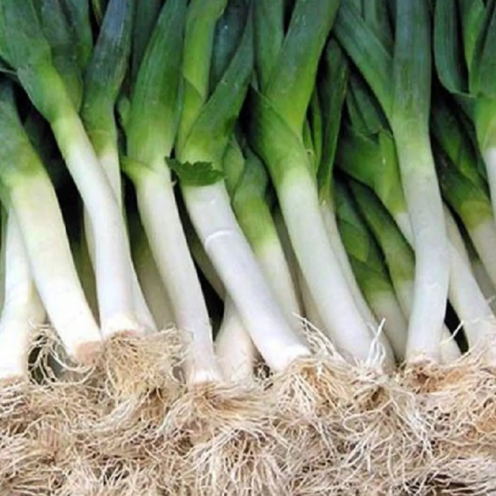 Carantan Leek Seeds | NON-GMO Heirloom Allium porrum | Fresh Garden Seeds