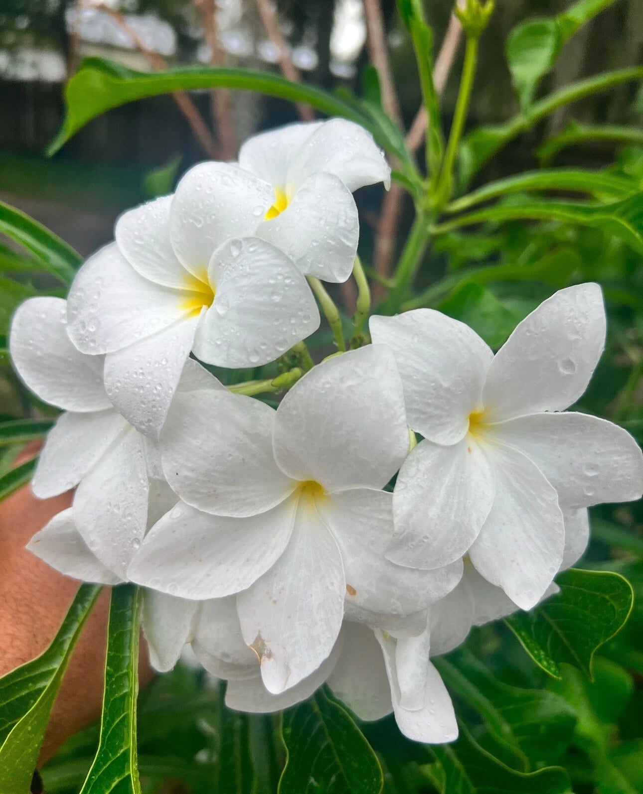 Bridal Bouquet Plumeria Pudica Cuttings – 6-8 Inches, Fragrant Tropical Flowering Succulent, Frangipani Plant for Garden or Indoor