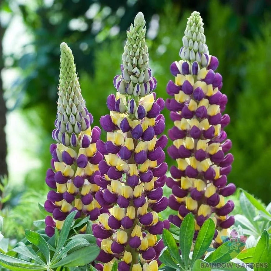 Manhattan Lights Lupine Seeds - 25+ Pack, Perennial Flower, Lupinus polyphyllus, Vibrant Colors, Easy to Grow, Attracts Pollinators