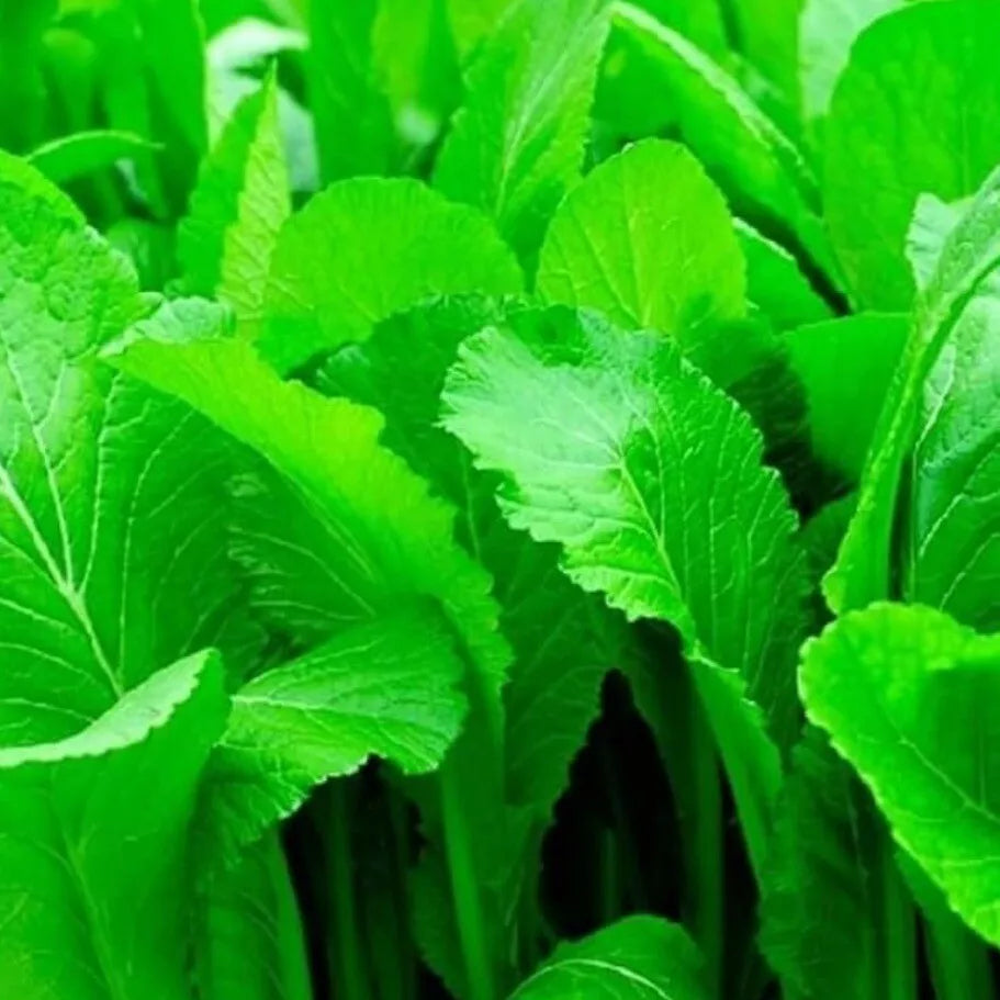 Mustard Seeds - Organic Florida Broadleaf Brassica juncea Heirloom Non-GMO Gardening Seeds for Home Garden Planting
