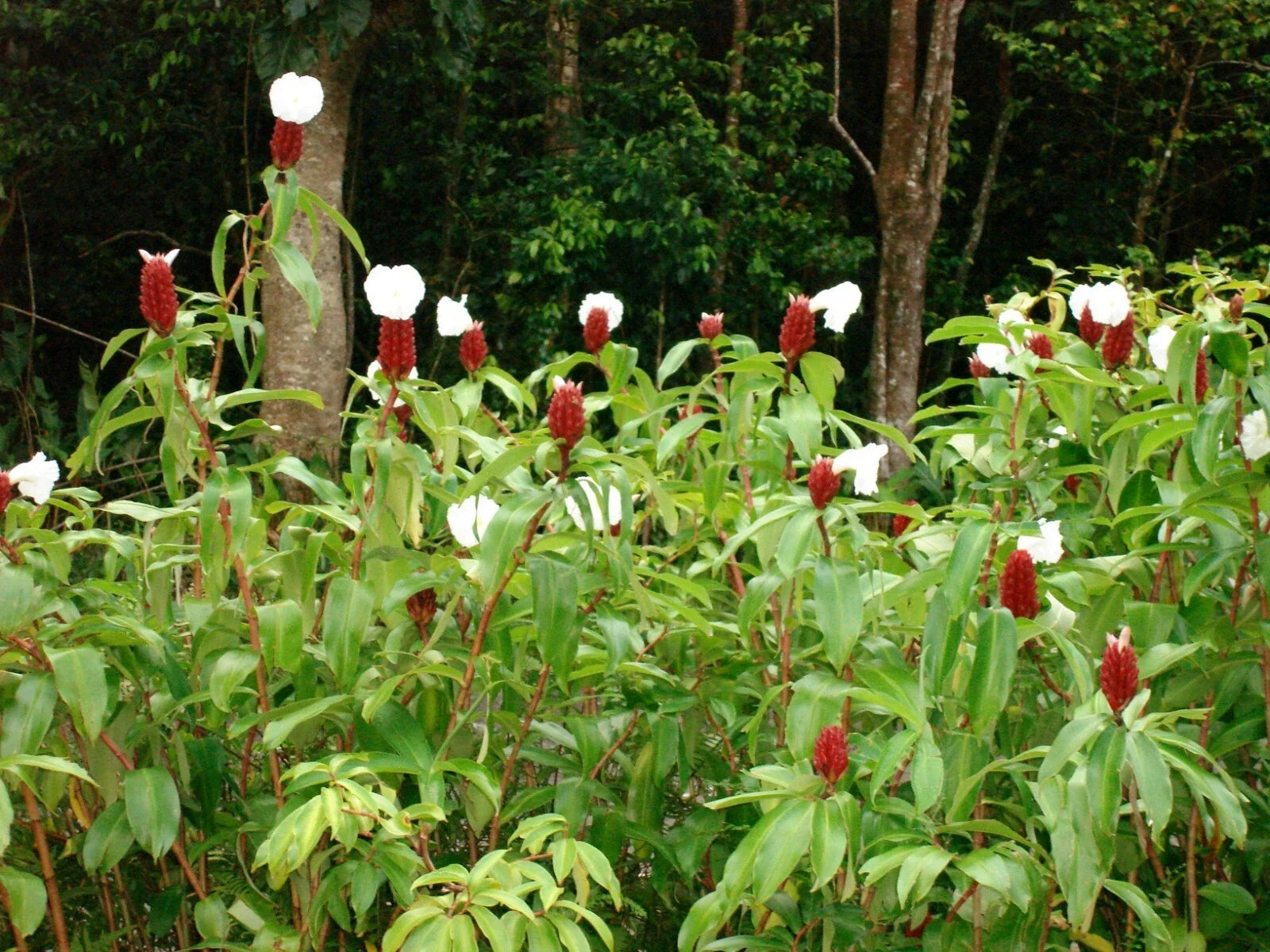 Crepe Ginger Seeds - 5 Rare Costus Speciosus Tropical Ornate Seeds for Exotic Garden, Container, Landscape