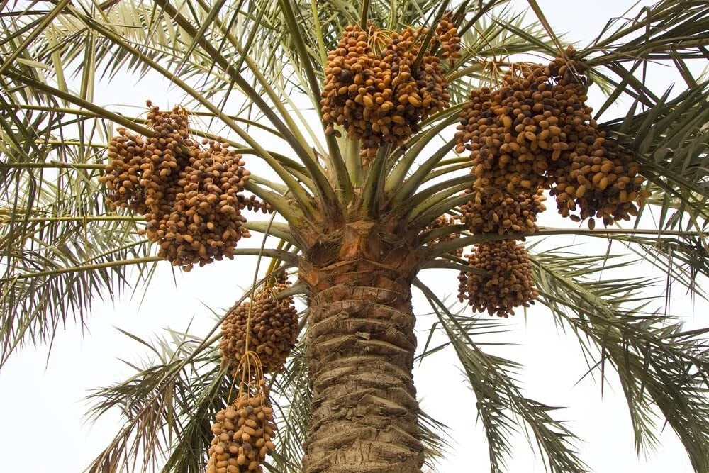 Wild Date Palm Seeds for Planting - Phoenix dactylifera - Tropical Palm Seeds for Gardening & Landscaping - 5 Pack