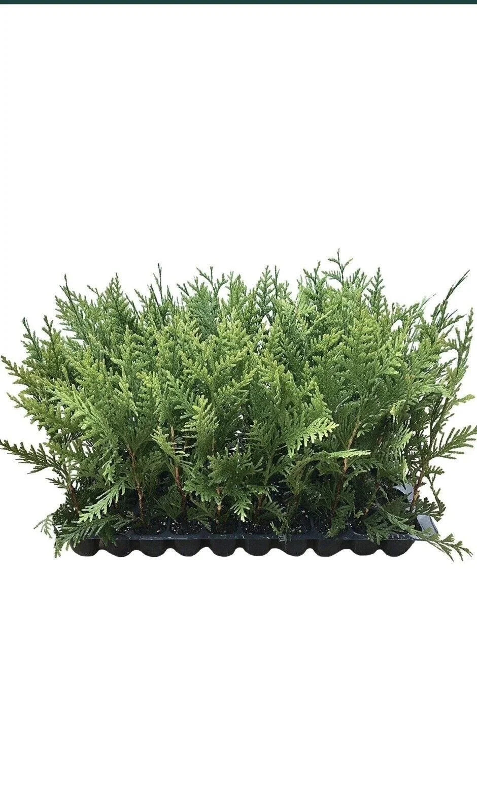 10 Green Giant Arborvitae Trees Bare Root | Thuja Plicata Evergreen Privacy Shrubs for Screening & Windbreak