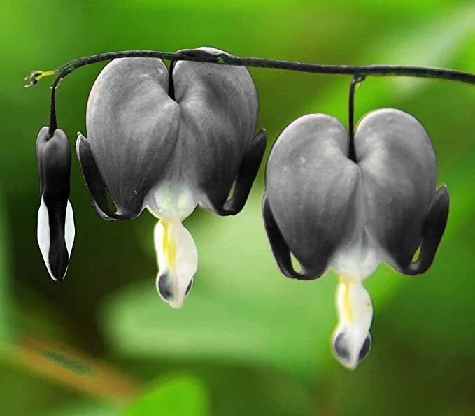 Bleeding Heart Seeds - Light Gray Dicentra Spectabilis for Shade Gardens - Perennial Flower Seeds