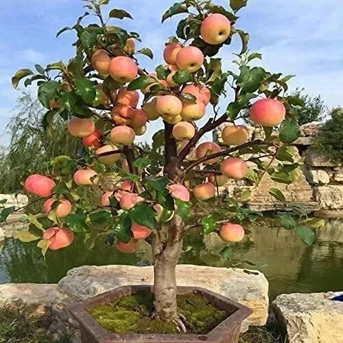 Dwarf Bonsai Apple Tree Seeds - Pack of 20 - Indoor Mini Fruit - Malus domestica 'Dwarf'