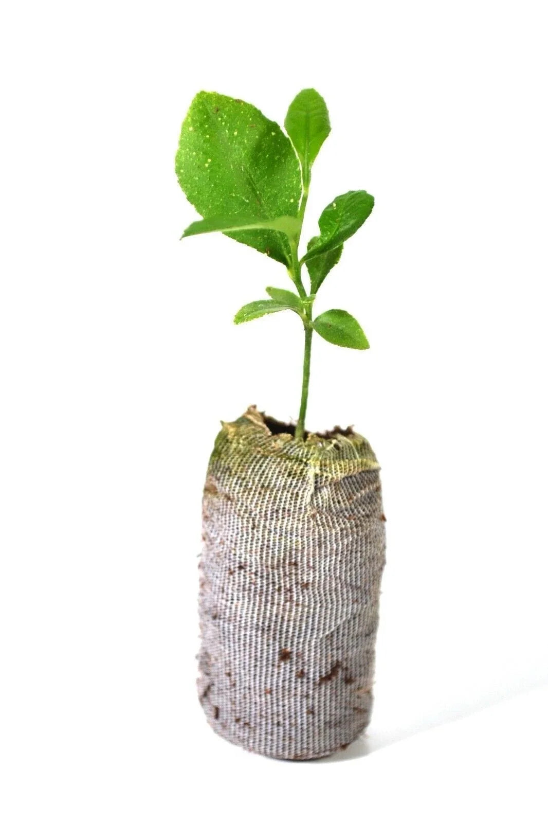 Meyer Lemon Tree Plant - Organic Non-GMO Citrus × meyeri - Indoor/Outdoor Starter Plant