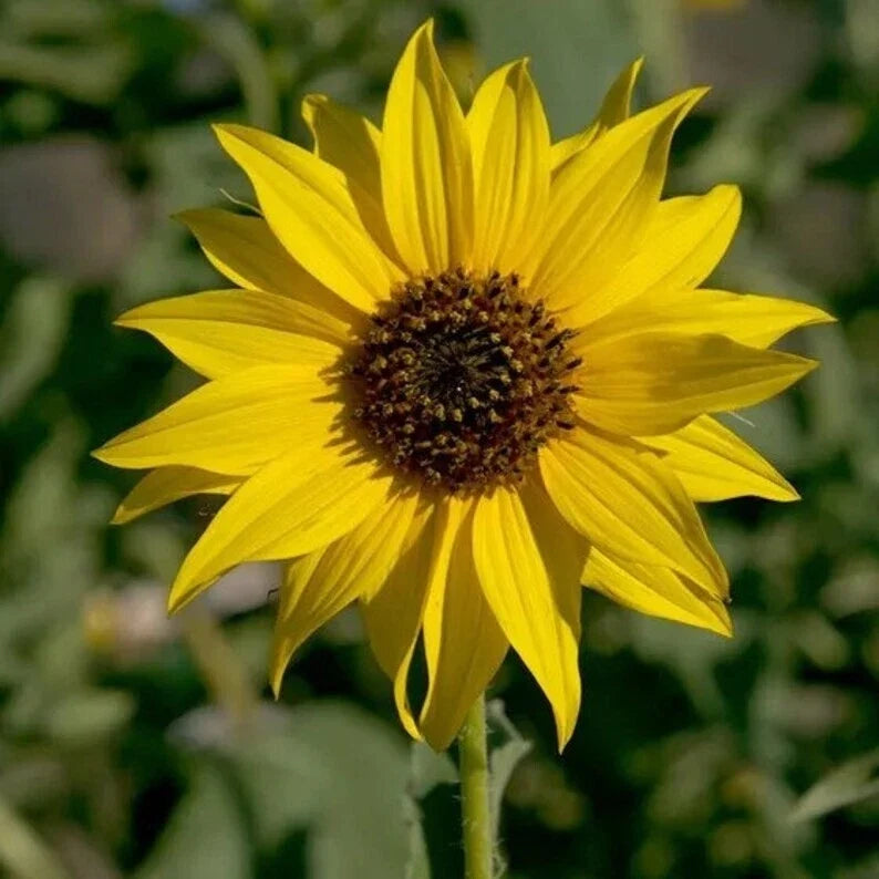 Organic Wild Sunflower Seeds - 200 Pack, Helianthus annuus, Non-GMO, USA Grown, Attracts Pollinators, Wildflower Garden Seeds