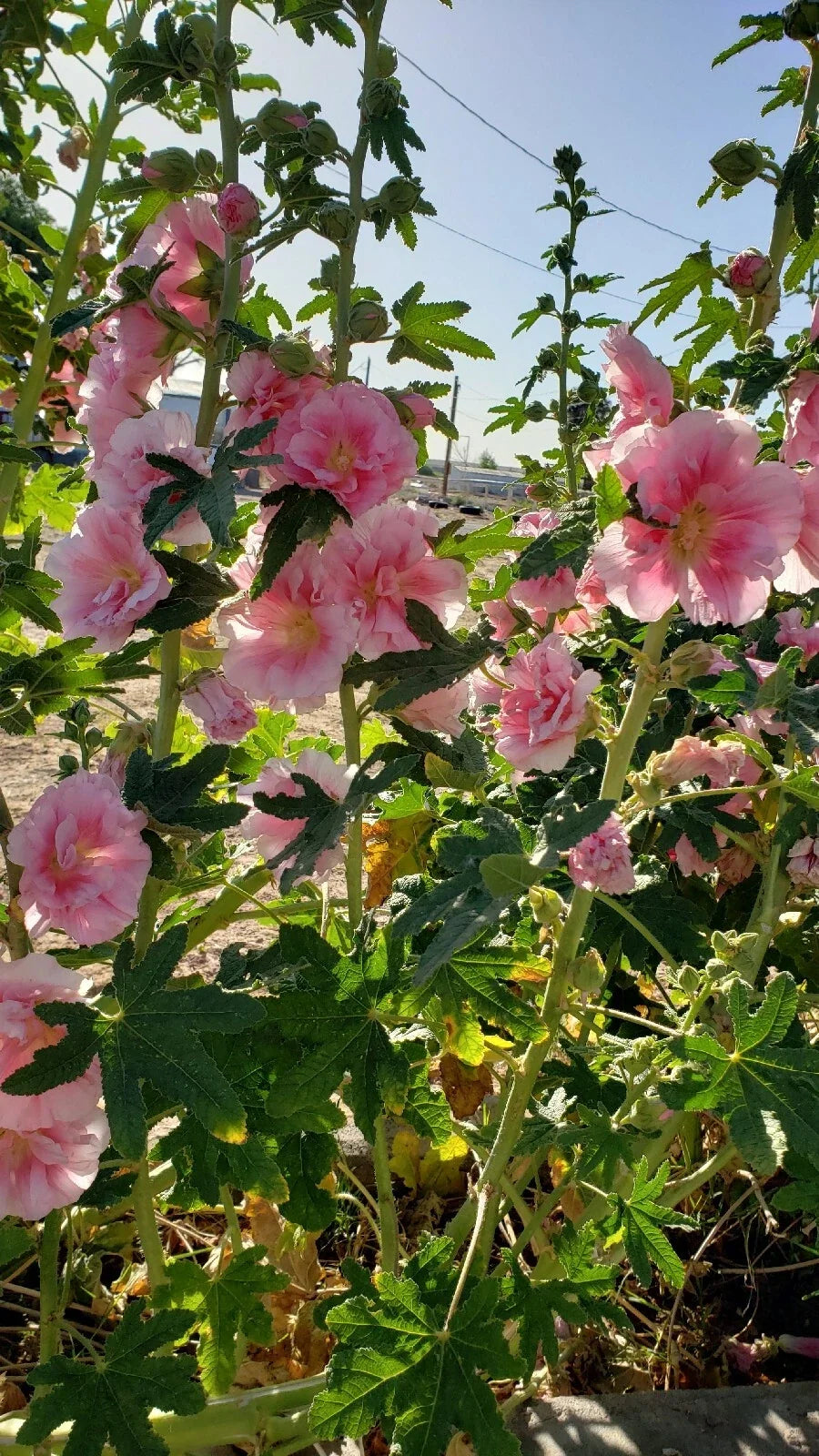 Hollyhock Seeds - Double Flower Pink - 20 Seeds - Alcea rosea - Cottage Garden, Flower Bed, Pollinator Attracting
