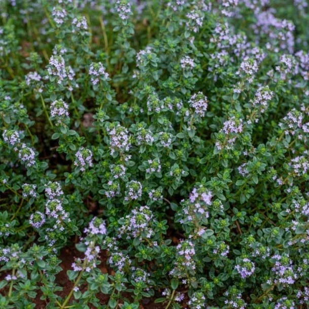 Thyme Seeds 500 Count - German Winter Purple Herb, Fragrant Edible, Non-GMO Thymus vulgaris for Culinary Gardens