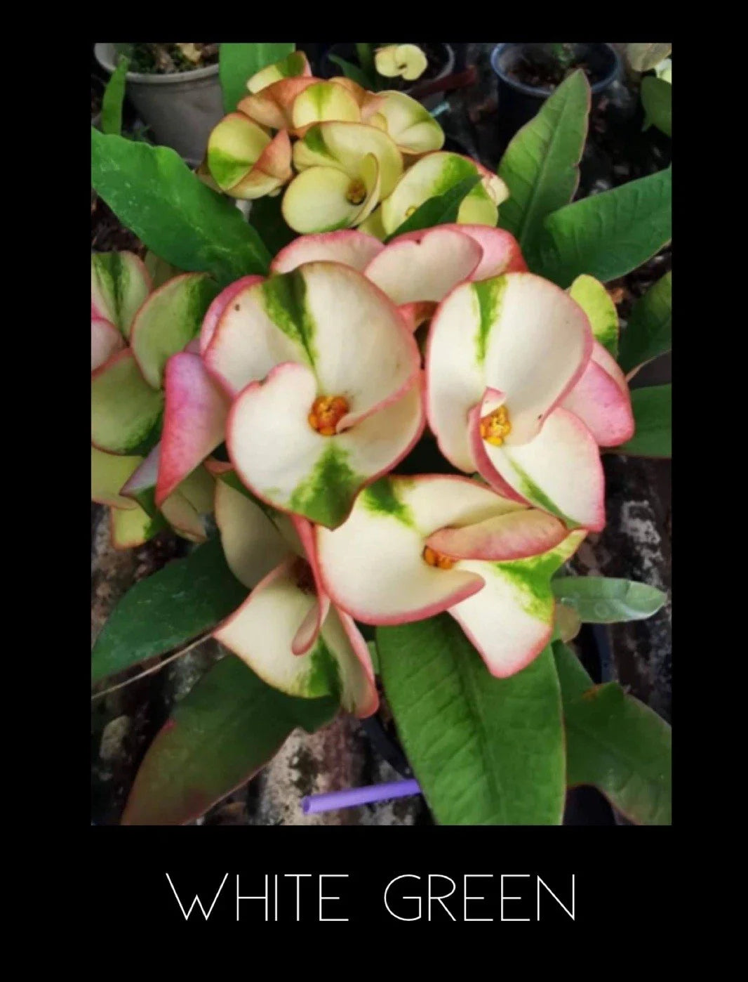 Crown of Thorns Plant - White & Green Variegated Succulent - Euphorbia Milii - Thai Rooted