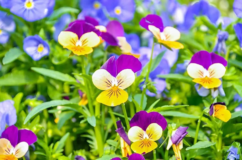 Johnny Jump Up Pansy Seeds 1,000 Count Multicolor Viola tricolor Perennial Garden Flowers