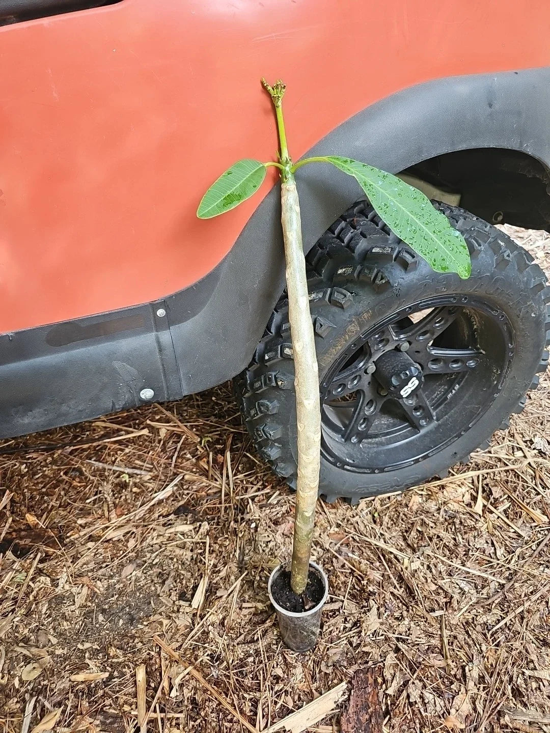 Rooted Plumeria Cutting 31" White Yellow Flowers Tropical Plant - Plumeria spp.