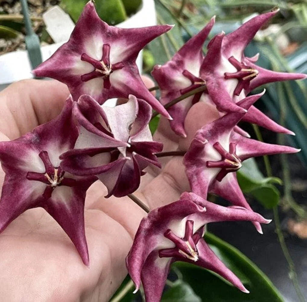 Hoya Kaimuki Plant in 3.5" Pot, Fully Rooted Hoya pubicalyx, Indoor Houseplant, Low Maintenance, Vining, Trailing