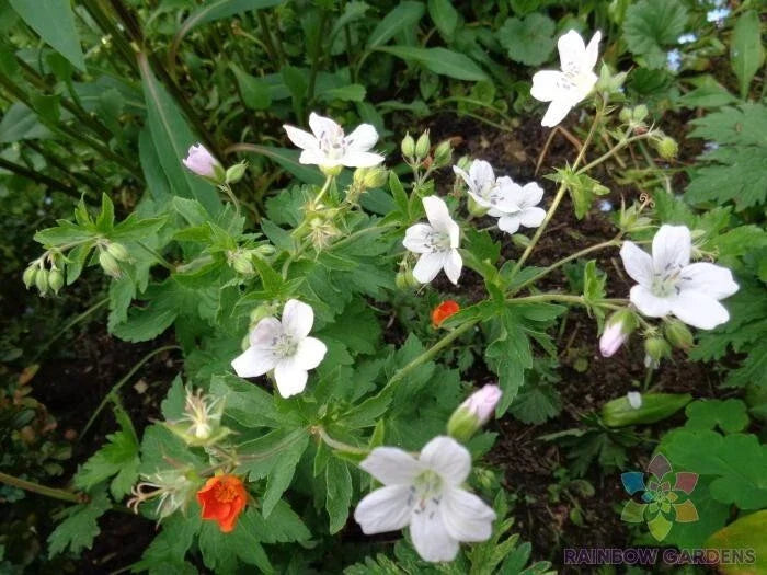 Trevor's White Geranium Seeds - 25+ Pack - Pelargonium zonale - USA Grown