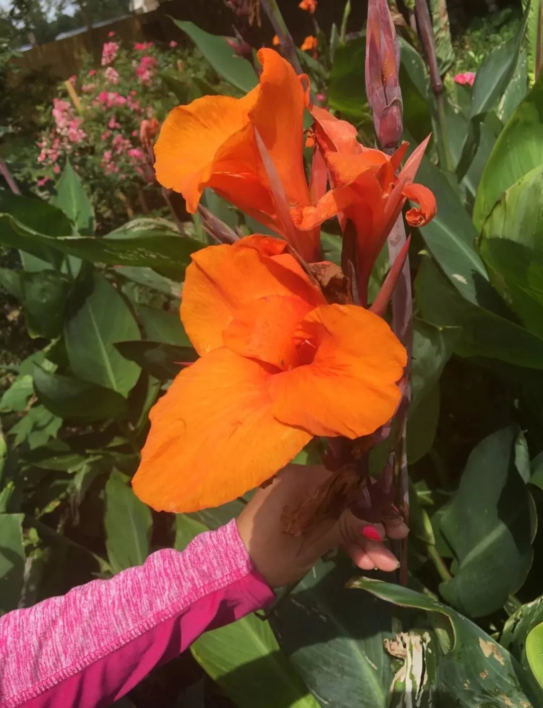 Orange Canna Lily Bulbs 3 Pack | Tropical Canna indica with Vibrant Orange Flowers & Foliage