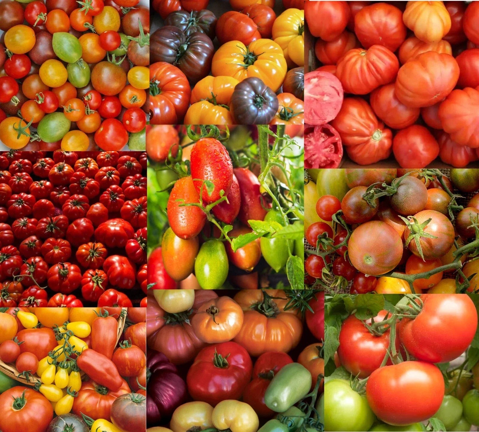 Tomato Seeds Pack – 250 Non-GMO Solanum lycopersicum with 25+ Varieties for Gardening & Landscaping