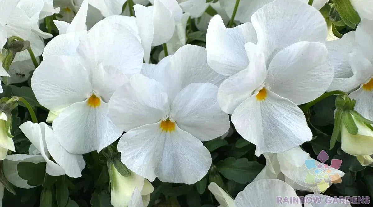Delta Pro White Pansy Seeds – Viola tricolor var. hortensis, Non-GMO, Garden Flower Seeds, 200+ Pack, Easy to Grow