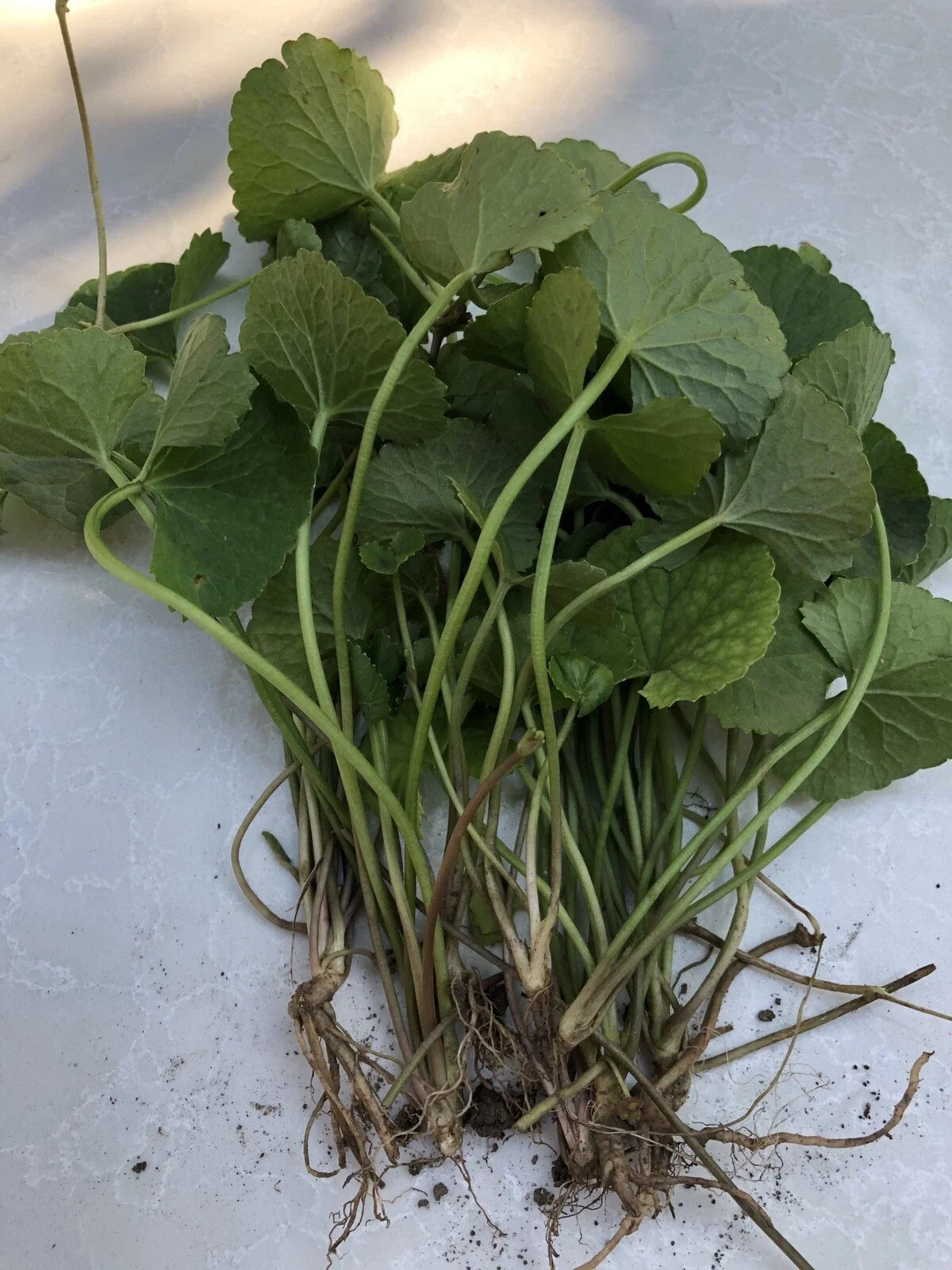 15pcs Gotu Kola Bare Root Plants - Pennywort (Centella Asiatica) Perennial Herb for Garden or Indoor Use