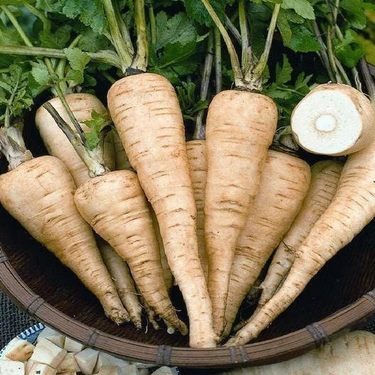 All American Parsnip Seeds - Non-GMO Pastinaca sativa Vegetable Garden Planting Pack