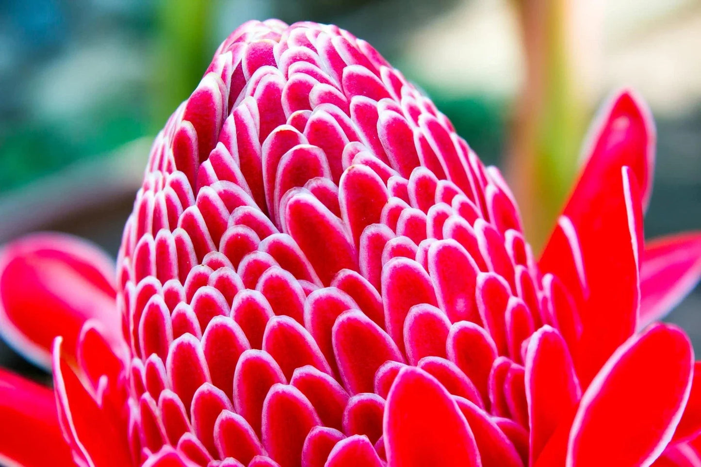 Red Torch Ginger Seeds - 10 Seeds - Tropical Flowering Plant - Etlingera elatior - Exotic Garden Plant