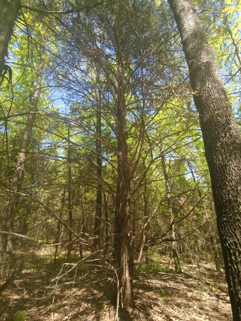 Eastern Red Cedar Seeds - Juniperus virginiana Organic Non-GMO Berries for Wildlife, Privacy, Drought Tolerance
