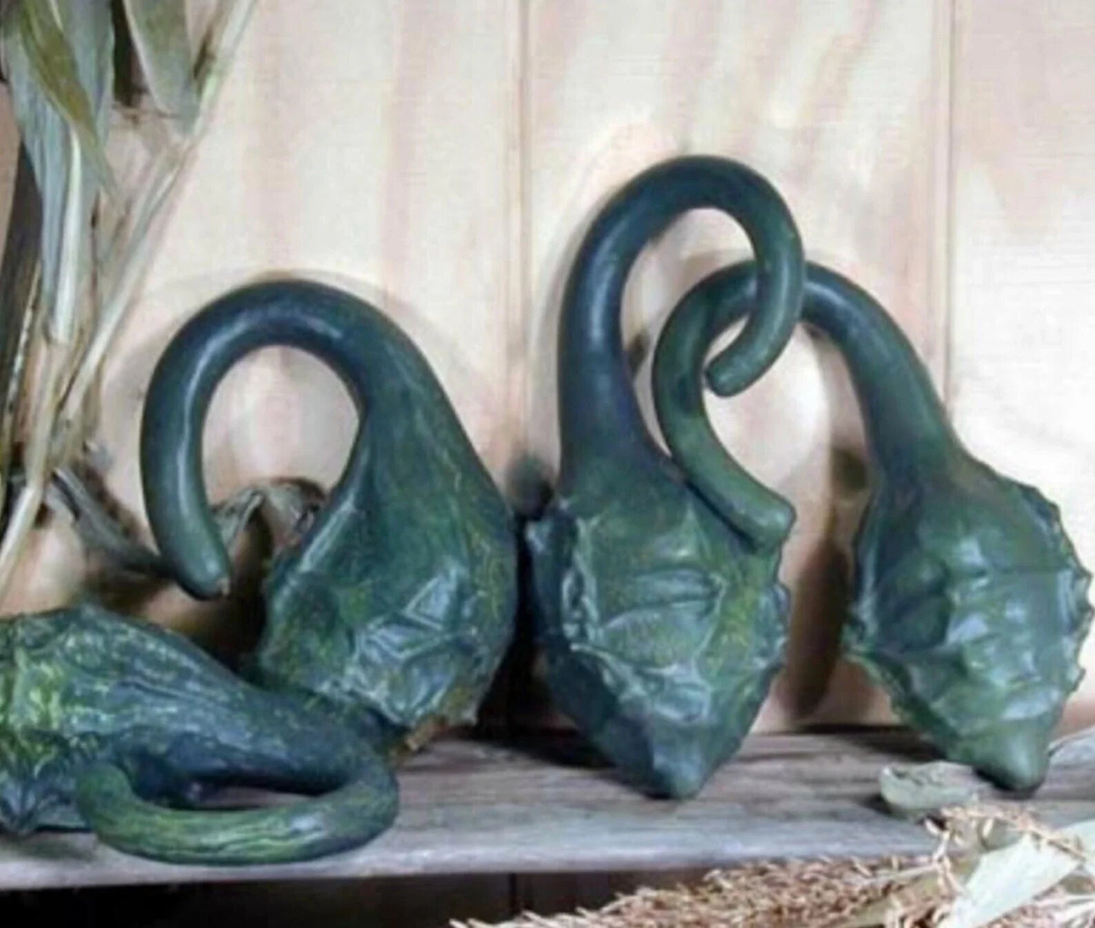 Caveman's Club Gourd Seeds - Heirloom Maranka Squash - Dinosaur Gourd Variety - Unique Decorative & Culinary Plant