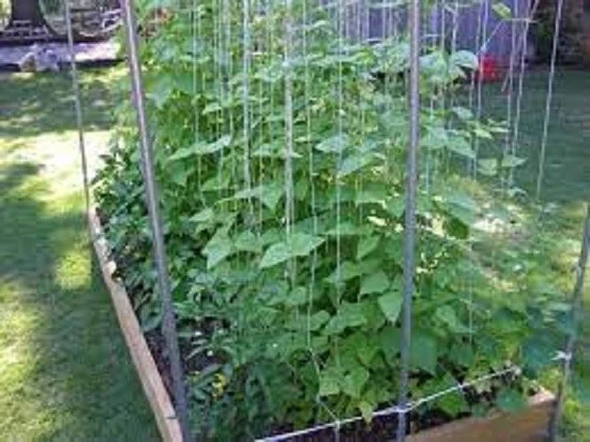 Kentucky Wonder Pole Bean Seeds – Heirloom Phaseolus vulgaris Climbing Bean, 25 Seeds, Non-GMO, Full Sun, Vegetable Garden Plant