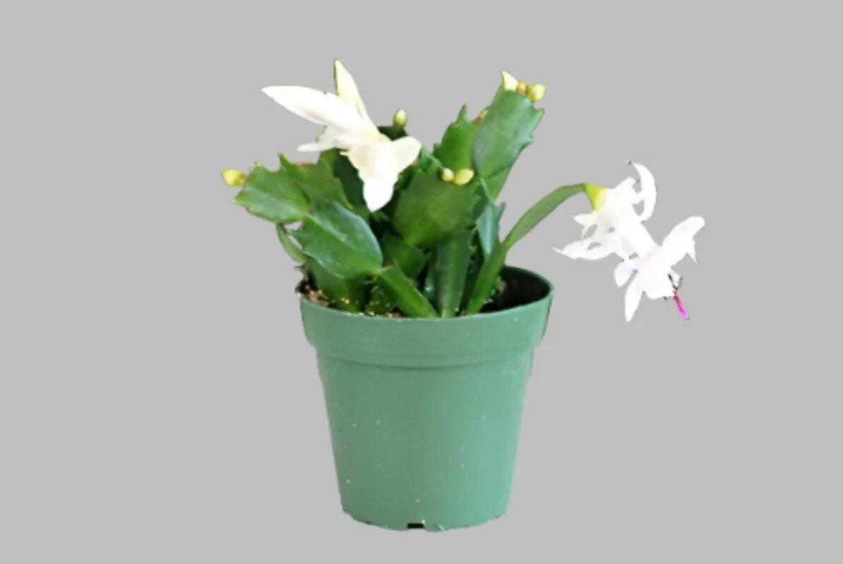 Christmas Cactus Plant 4 Inch Light Pink Zygocactus Schlumbe Live Plant - Holiday Succulent Gift