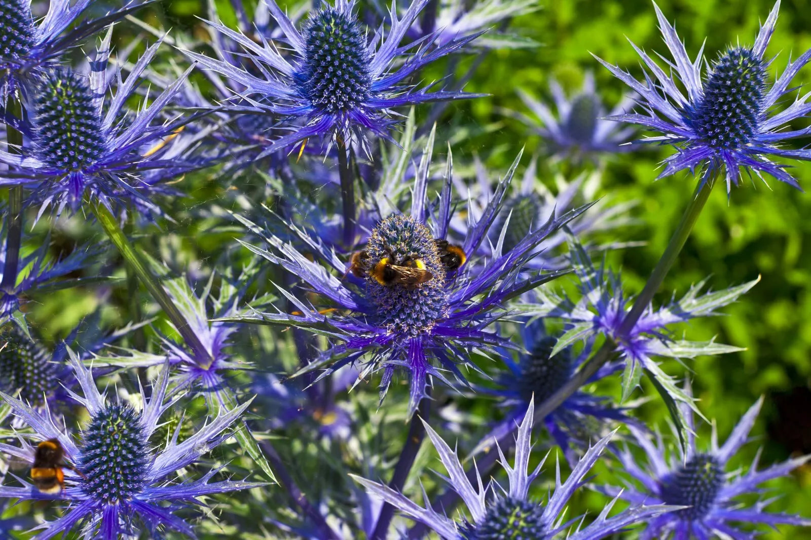 Sea Holly Seeds 100 Count Eryngium with Metallic Blue Flowers Drought-Tolerant Perennial for Garden Borders
