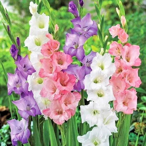 Gladiolus Bulbs 5-Pack Pastel Mix Deer-Resistant Cut Flowers, Pink Purple White, Gladiolus spp.