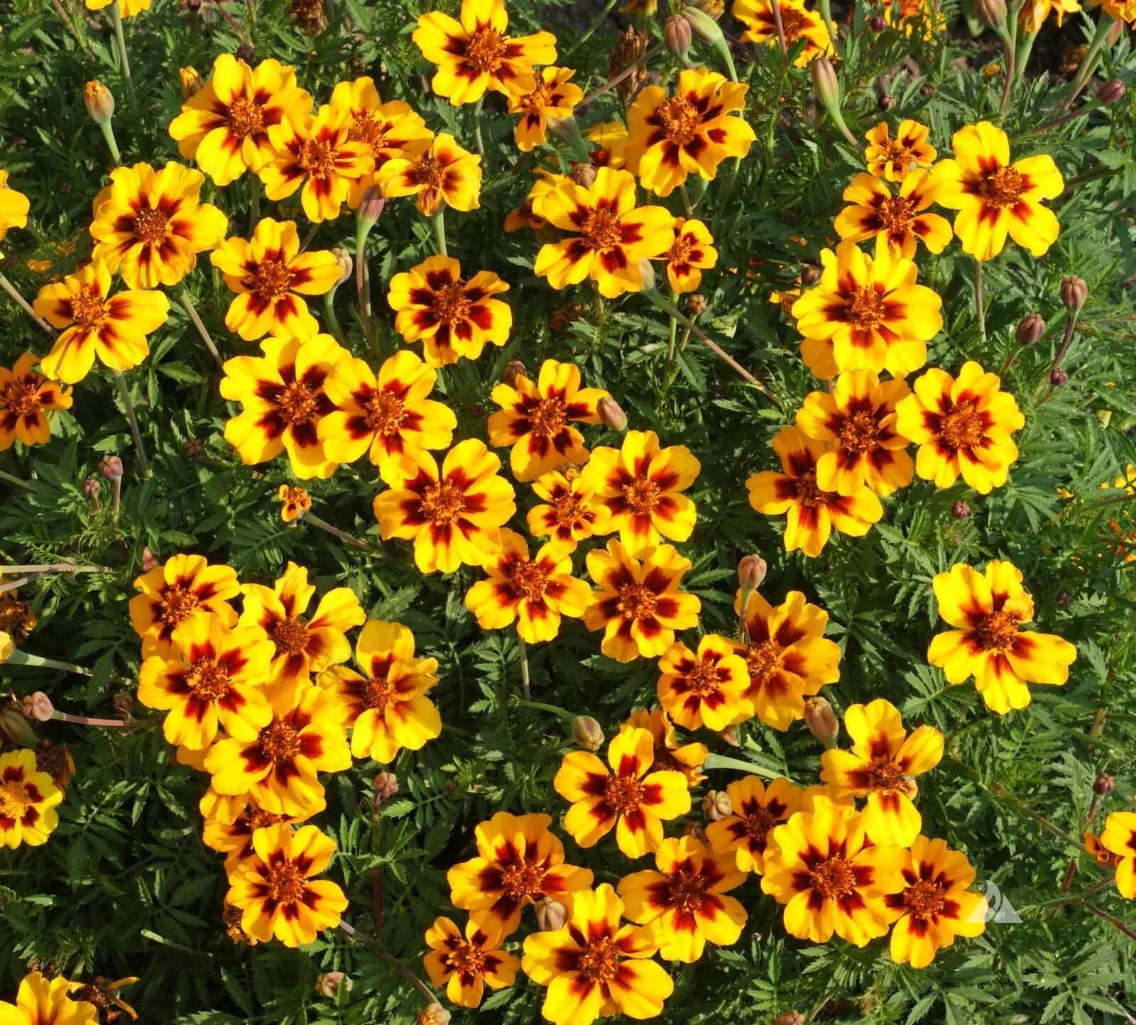 Naughty Marietta Marigold Seeds - 25+ Pack, Vibrant Golden-Yellow Flowers, Tagetes patula, Easy to Grow Garden Flowers, USA