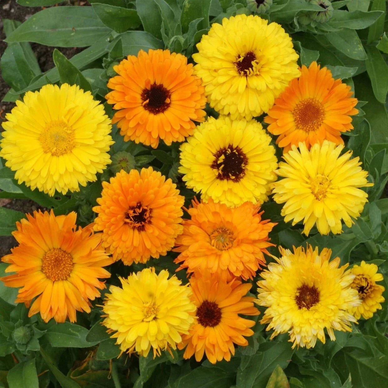 Calendula Marigold Flower Seeds | 150+ Non-GMO Seeds | Bright Orange & Yellow Blooms
