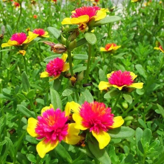 Hot Pink and Yellow Purslane Cuttings - Portulaca oleracea Succulent Annual - Easy to Grow Propagation Pack