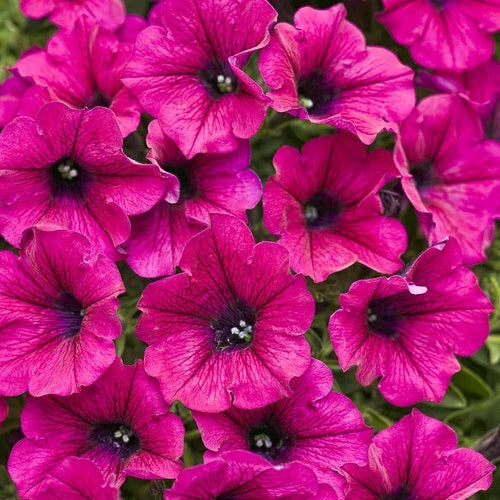 Bright Pink Petunia Seeds - 50 Annual Flower Seeds for Vibrant Blooms - Petunia × hybrida