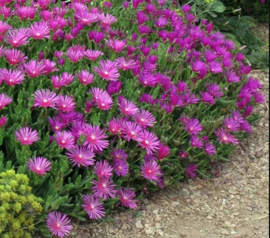 Magenta Ice Plant Cuttings - 5 Unrooted Delosperma Cooperi Hardy Ground Cover Plants for Drought Tolerance