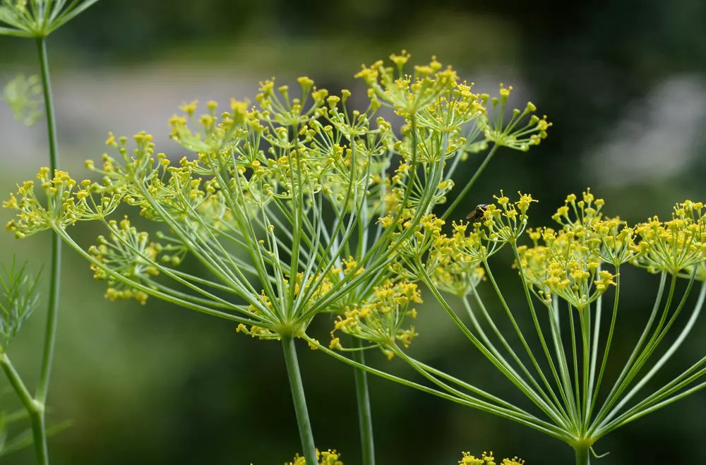 Mammoth Dill Seeds - 150+ Anethum graveolens Herb Seeds for Culinary Gardening, Aromatic Foliage, Easy to Grow